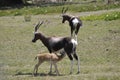 The Impala Royalty Free Stock Photo